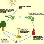 Firewood CO2 cycle 