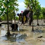 The Mangrove Action Project